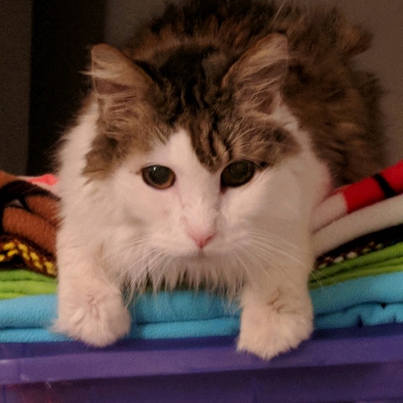 Wendy Miyaji - Poshmark Profile Picture of Wendy Miyaji (@swmiyaji) on Poshmark