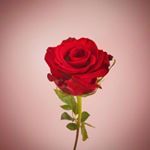 Profile Picture of 𝒞𝒶𝓂𝑒𝓇𝑜𝓃 𝒥𝑜𝑒 𝒞𝓇𝒶𝒻𝓉 (@cjc.uk_) on Instagram