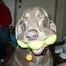 Profile Picture of Weimaraner Travis Travis (@weimaranertravis.travis) on Facebook