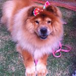 Profile Picture of Donna  ChowChow (@donna_chowchow) on Instagram