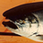 Profile Picture of James Tapp (@fishhead2007) on Flickr
