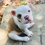 Profile Picture of Etta James Thompson (@queenbully_ettajames) on Instagram