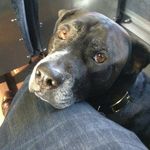 Profile Picture of Kitching Brian (@bkitching) on Instagram