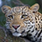 Shaun Stanley - Flickr Profile Picture of Shaun Stanley (@shaun stanley) on Flickr