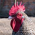 Profile Picture of Malines (chicken)on Wikipedia