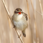 Profile Picture of Andrew H Wildlife Images (@andrew h wildlife images) on Flickr