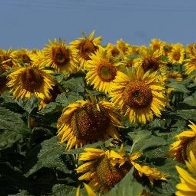 Profile Picture of Jeremy Turner (@j_g_turner) on Twitter