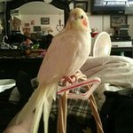 Profile Picture of Debbie Webb Gilbert (@sweetdreamcatcherddr) on Instagram