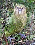Profile Picture of Kākāpōon Wikipedia