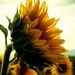 Profile Picture of Linda Oliver (@flocks) on Pinterest