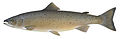 Profile Picture of Salmon - Wikipediaon Wikipedia