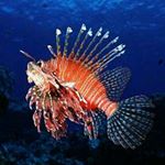 Jefferey James Maslin - Instagram Profile Picture of Jefferey James Maslin (@thejeffereycampaign1) on Instagram