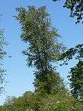 Profile Picture of Populus trichocarpa - Wikipediaon Wikipedia
