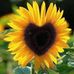 Profile Picture of Martine Authier (@martine.authier.71) on Facebook