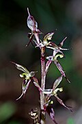 Profile Picture of Acianthus exsertuson Wikipedia