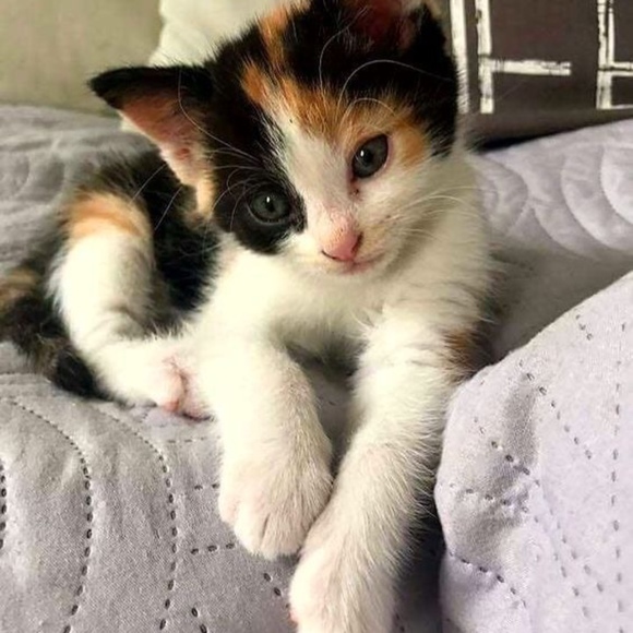 Profile Picture of Ellen Tumakha (@gyatdamn13) on Poshmark