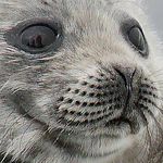 Profile Picture of Timo Seppäläinen (@timo.seppalainen) on Flickr