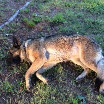 Profile Picture of Dakota Luke Adkins (@dakotaadkins15) on Twitter