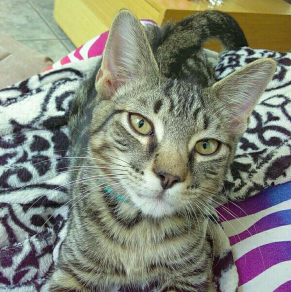 Profile Picture of Nikki Bloxham (@nikki_revenge) on Poshmark