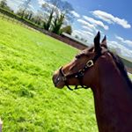 Profile Picture of John Foley (@ballyvolane_stud) on Instagram