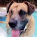 Profile Picture of Chester Dogman (@chester.dogman) on Facebook
