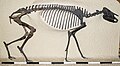 Profile Picture of Helaletidaeon Wikipedia