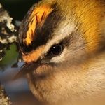 Profile Picture of Tate Lloyd (@tate_lloyd_) on Instagram