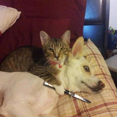 Profile Picture of Pennydupree (@whammertime) on Twitter