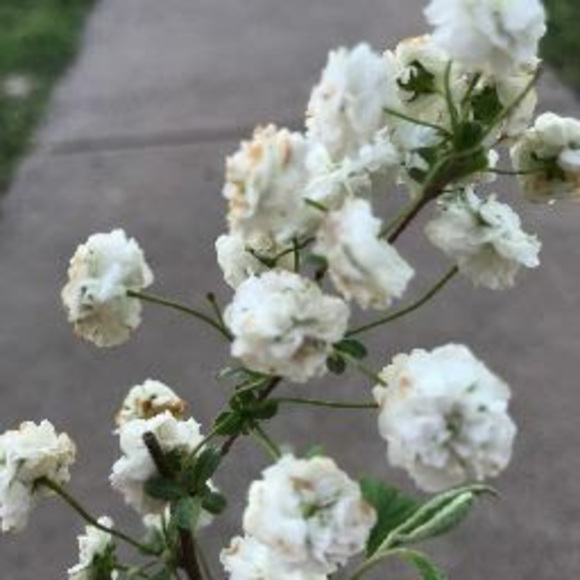 Profile Picture of Taylor Heinz (@tayrheinz) on Poshmark