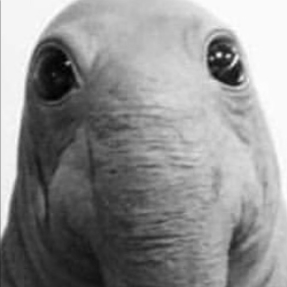 Profile Picture of Phil Barbarito (@philbar513) on Poshmark