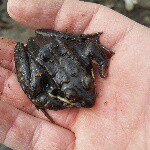 Josh Ritzman - Instagram Profile Picture of Josh Ritzman (@hotepbro) on Instagram