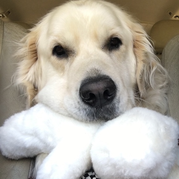 Profile Picture of Jose Puzo (@puzoji) on Poshmark