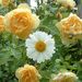 Profile Picture of Julie Yager (@mendojewel) on Pinterest