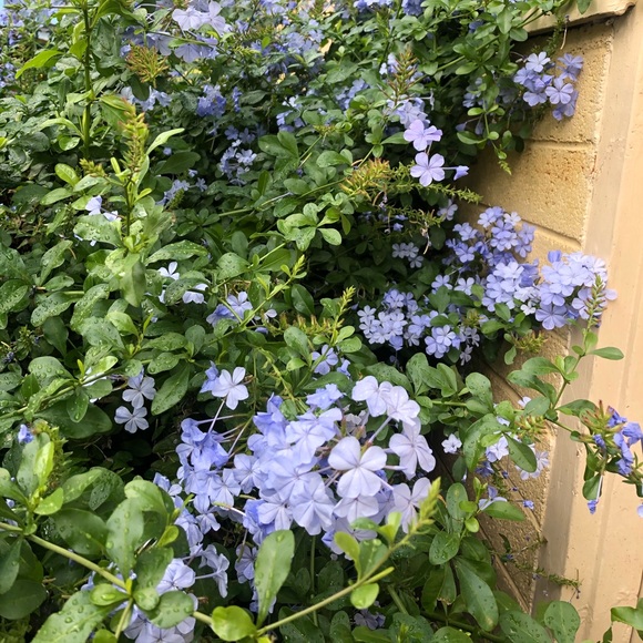 Profile Picture of Phoebe Yap (@feebrz) on Poshmark