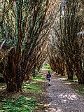 Profile Picture of Rossmore Forest Parkon Wikipedia