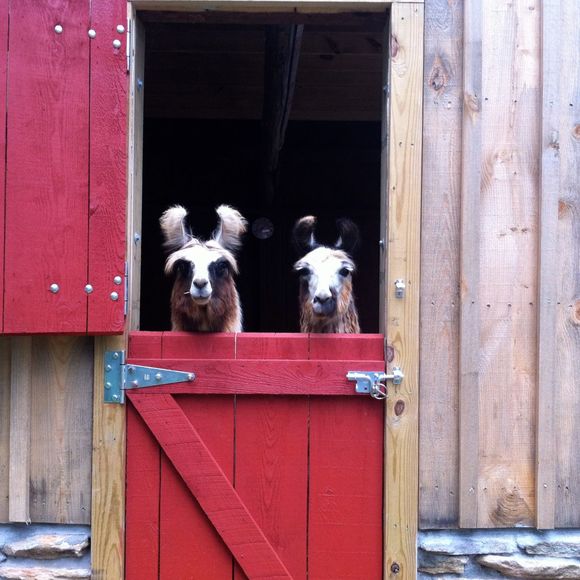 Profile Picture of Cindy Holcomb (@cindy_holcomb) on Poshmark