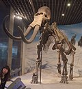 Profile Picture of Steppe mammothon Wikipedia