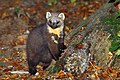 Profile Picture of Marten - Wikipediaon Wikipedia