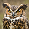 Profile Picture of MJL Photography (@MJL Photography) on Flickr