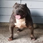 Profile Picture of JCONLEY (@c_boi_kennels) on Instagram