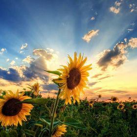 Profile Picture of Amanda Murad (@amurad1108) on Pinterest