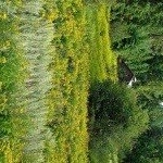 Profile Picture of Goodrow (@inglesy09randall) on Instagram