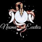 Profile Picture of Melissa Braun (@neoma_exotics) on Instagram