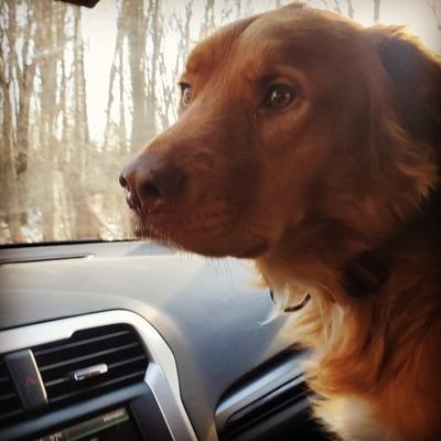 Profile Picture of Chris Capone (@ChrisCapone16) on Twitter