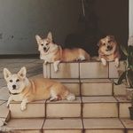 Profile Picture of Milo, Vicky e Ralph (@milo.vicky.ralph.corgi) on Instagram
