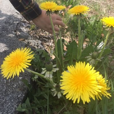 Profile Picture of Jia Hou (@jiajia1121) on Twitter