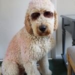 Profile Picture of Thomas Meland (@tommeland) on Instagram