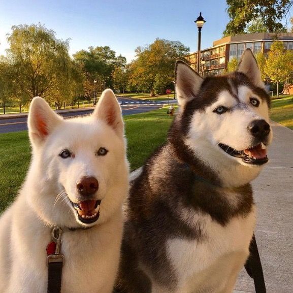 Profile Picture of Jonathan XIV (@jonathanhusky14) on Tiktok