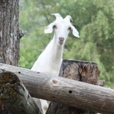 Profile Picture of Michael Goodell (@bynaturefarms) on Twitter