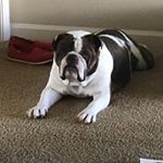 Profile Picture of Sean Collins (@seancollins1502) on Instagram